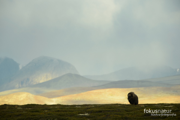 Ein Moschusochse in der weiten tundraähnlichen Landschaft des Dovrefjell-Gebirges.