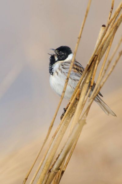 Rohrammer sitzt im Schilfrohr und schaut nach links.
