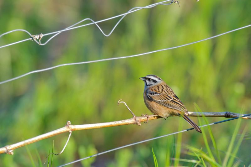 Eine Zippammer sitzt auf einem Zweig vor einem grünen Hintergrund mit einem Drahtzaun.