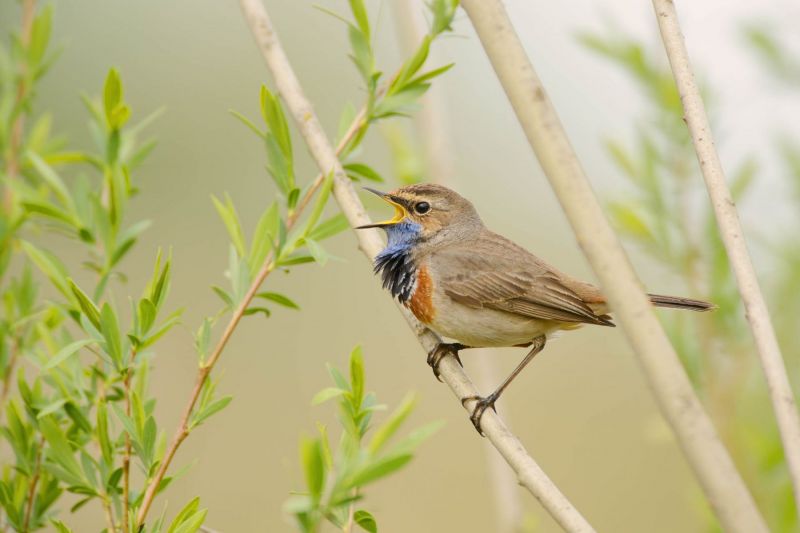 Blaukehlchen mit blauer Kehle singt in grünem Gebüsch.