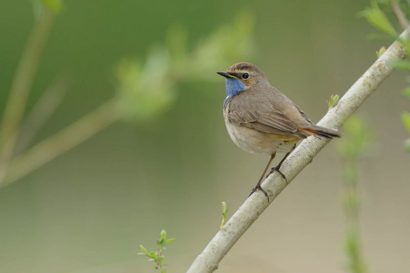 Blaukehlchen mit blauem Kehlfleck auf einem Ast in natürlicher Umgebung.