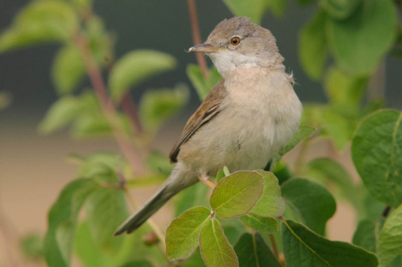 Dorngrasmücke sitzt auf einem Zweig in einem grünen Gebüsch.