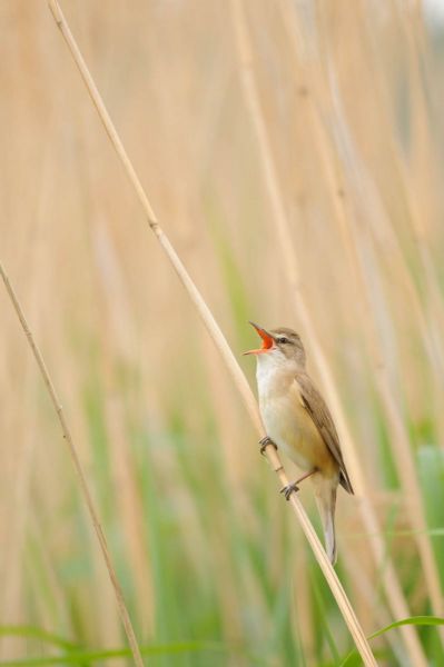 Drosselrohrsänger sitzt singend auf einem Schilfrohr.