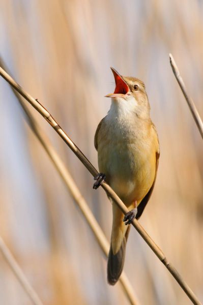 Der Drosselrohrsänger singt auf einem Schilfrohr im Feuchtgebiet.