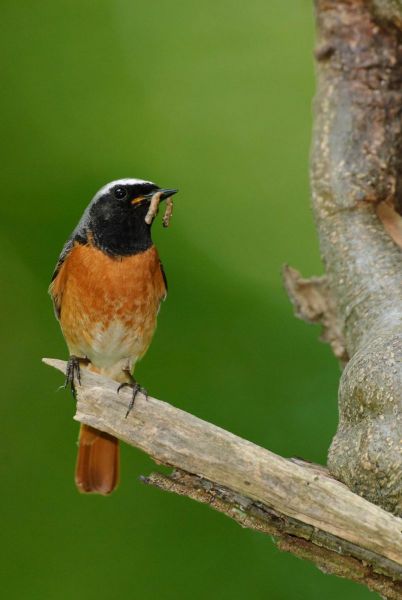 Männlicher Gartenrotschwanz auf einem Ast mit Raupe im Schnabel