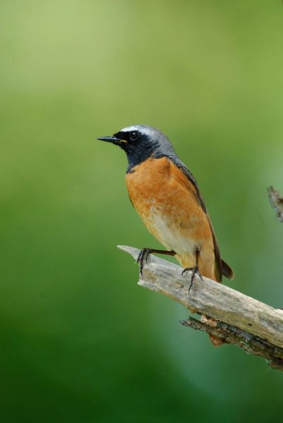 Ein Gartenrotschwanz mit leuchtend orangefarbener Brust sitzt auf einem Ast.