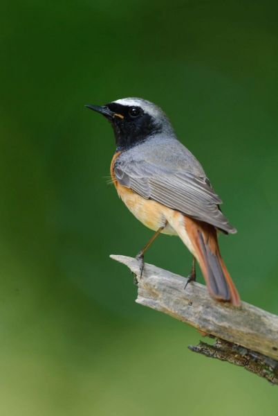 Männlicher Gartenrotschwanz auf Ast mit orangefarbenem Bauch.