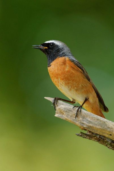 Ein Gartenrotschwanz sitzt auf einem Ast mit orangefarbenem Gefieder.