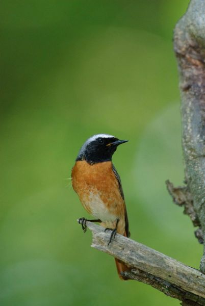 Ein Gartenrotschwanz-Männchen sitzt auf einem Ast, in den Farben schwarz, orange und weiß.