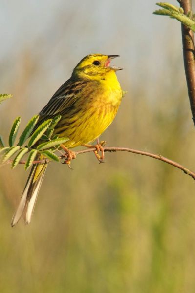 Eine Goldammer mit gelbem Gefieder sitzt auf einem Zweig in natürlicher Umgebung.