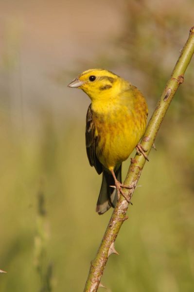 Goldammer sitzt auf einem Zweig mit gelbem Gefieder.