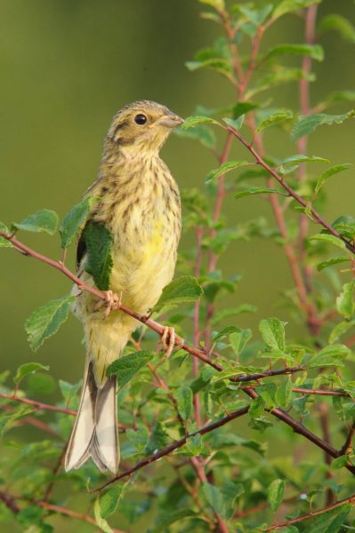 Goldammer auf Zweig mit grünen Blättern im Sommer.