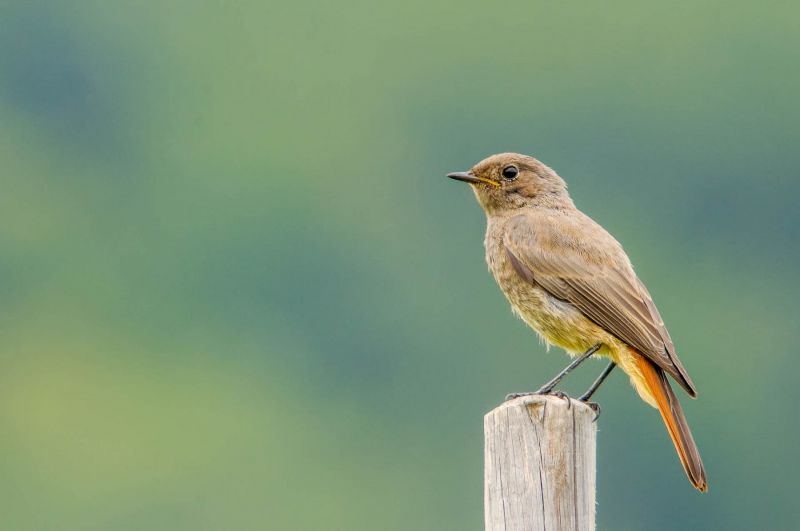 Ein Hausrotschwanz sitzt auf einem Holzpfahl mit rotem Schwanzgefieder vor unscharfem Hintergrund.