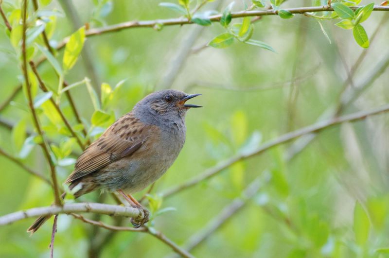 Heckenbraunelle singt auf einem Ast im grünen Gebüsch