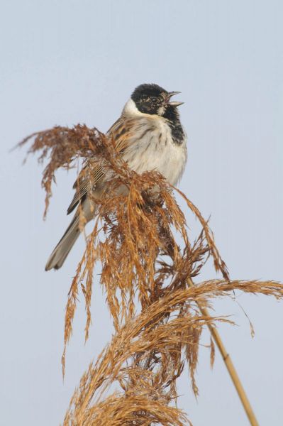 Rohrammer sitzt auf einem Schilfstängel.