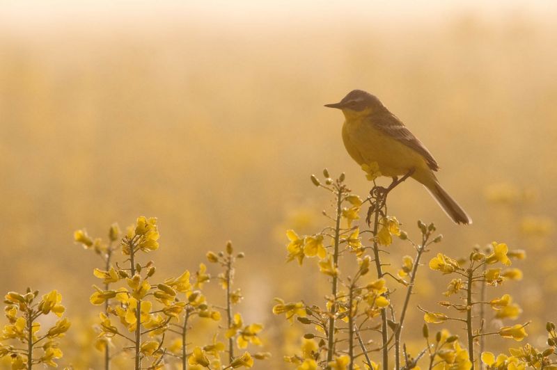 Schafstelze sitzt auf einem blühenden Rapsfeld, umgeben von gelben Blumen.