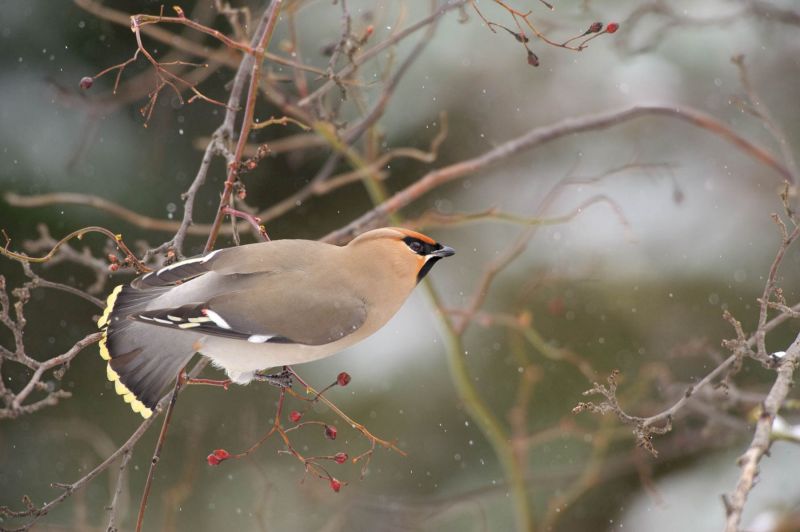 Seidenschwanz auf kahlem Strauch mit roten Beeren im Winter.