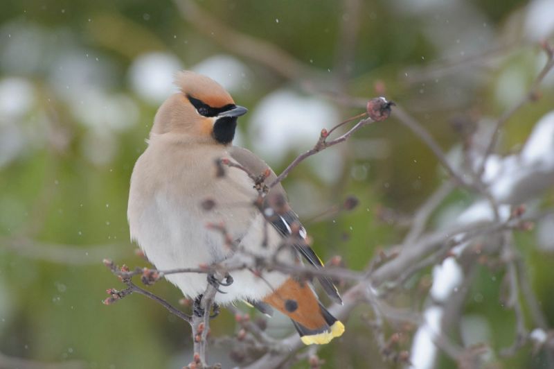 Seidenschwanz sitzt auf schneebedecktem Zweig im Winter