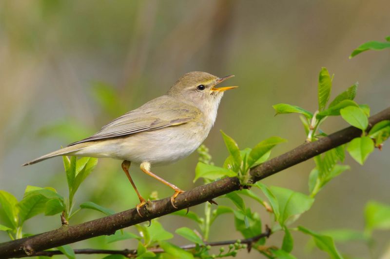 Ein Fitis sitzt auf einem grünen Zweig und singt.