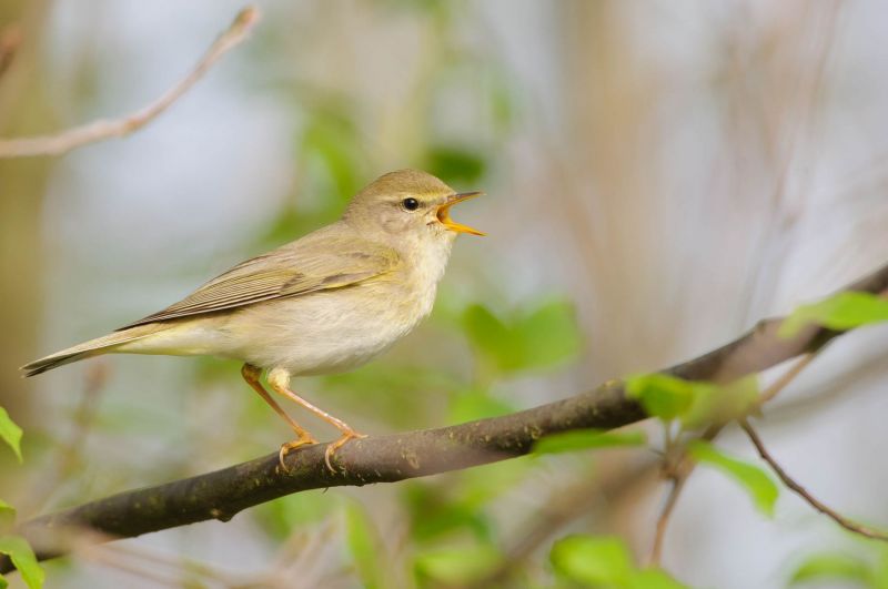 Ein Fitis singt auf einem Ast, umgeben von frischem Laub.