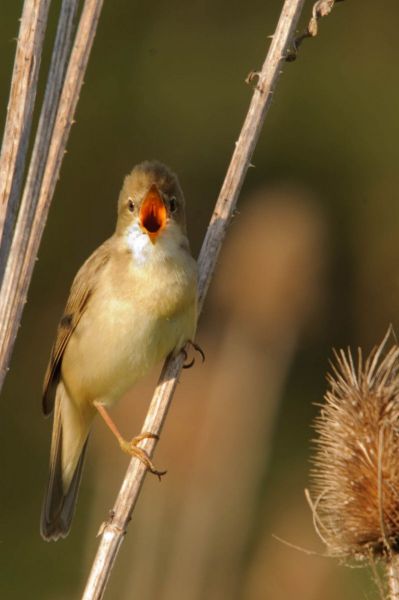 Ein Sumpfrohrsänger sitzt singend auf einem Distelstängel.