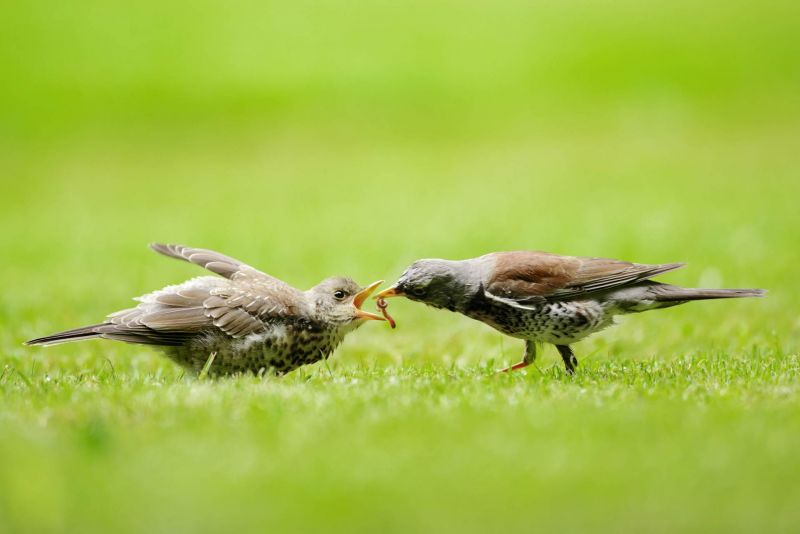 Wacholderdrossel füttert Jungvogel auf einer grünen Wiese.