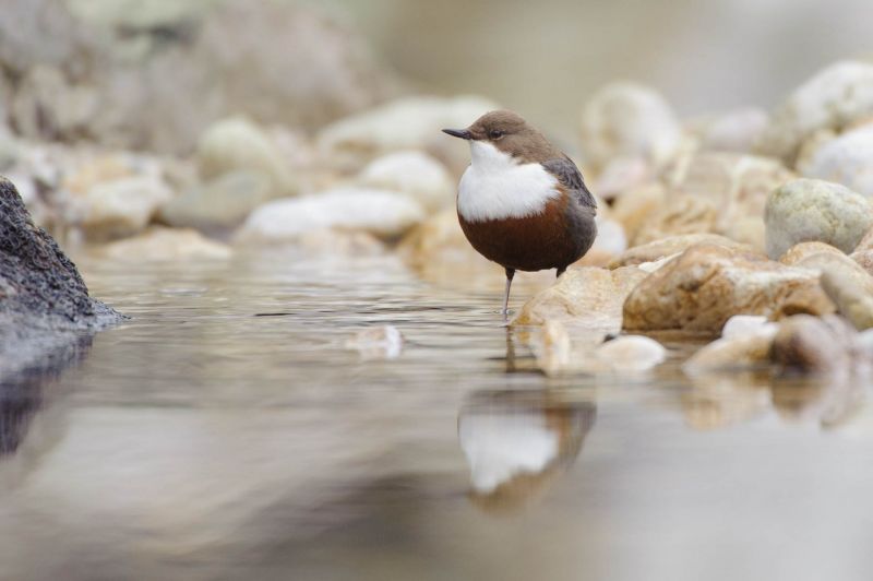 Wasseramsel am Ufer eines klaren Bergbachs sitzend, umgeben von Kieselsteinen.