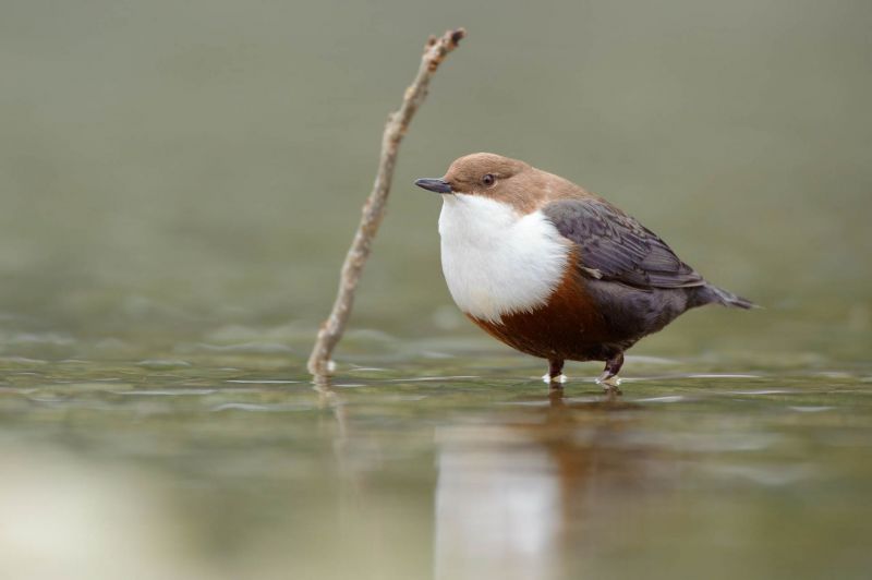 Wasseramsel mit weißer Kehle steht in einem flachen Bach.