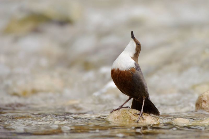 Wasseramsel steht auf einem Stein im Fluss, umgeben von fließendem Wasser.
