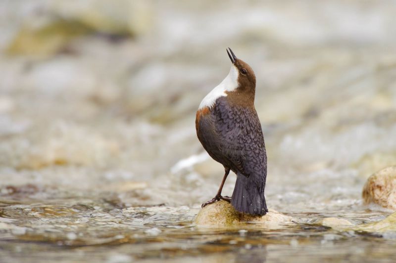 Wasseramsel steht auf einem Stein in einem flachen Gewässer.