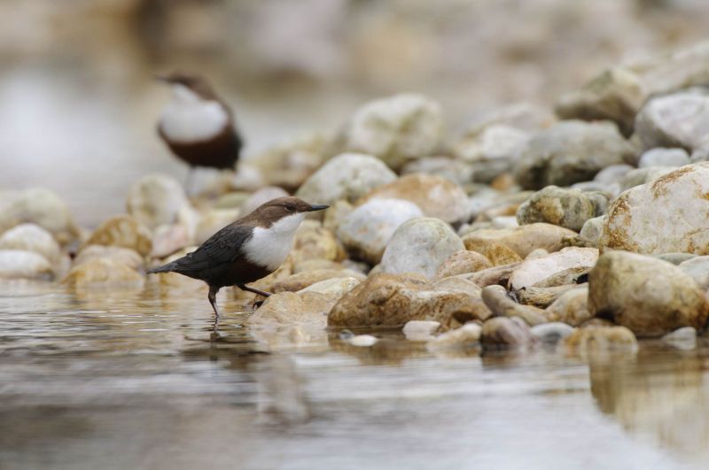 Wasseramsel steht am Ufer eines steinigen Flusslaufes.