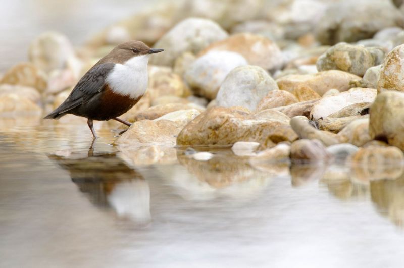 Wasseramsel auf Kieselsteinen an einem Bach.
