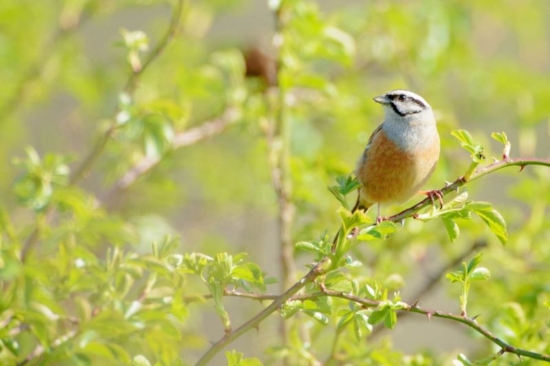 Zippammer sitzt auf einem Zweig mit frischem Frühlingslaub.
