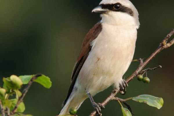 Neuntöter, ein Singvogel, sitzt auf einem Ast mit dunklem Rückenstreifen.
