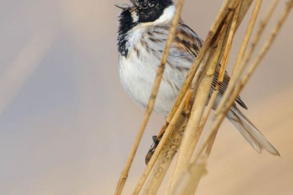 Rohrammer sitzt im Schilfrohr und schaut nach links.