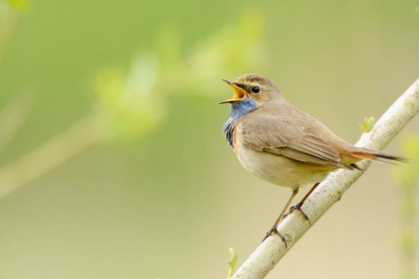 Männliches Blaukehlchen mit blauem Halsband singt auf einem Ast.