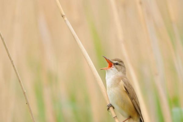Drosselrohrsänger sitzt singend auf einem Schilfrohr.