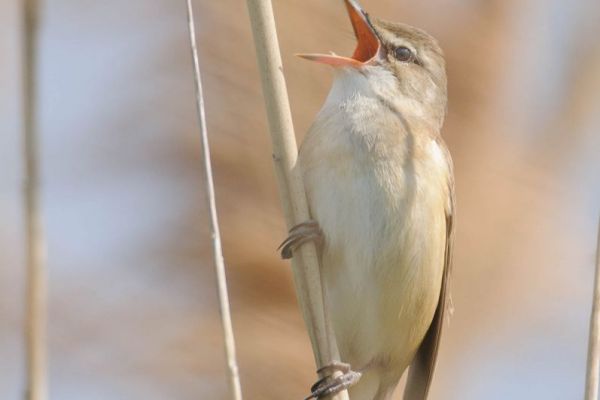 Sitzender Drosselrohrsänger im Schilf beim Singen mit geöffnetem Schnabel.