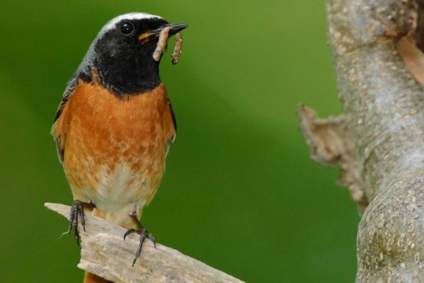 Männlicher Gartenrotschwanz auf einem Ast mit Raupe im Schnabel