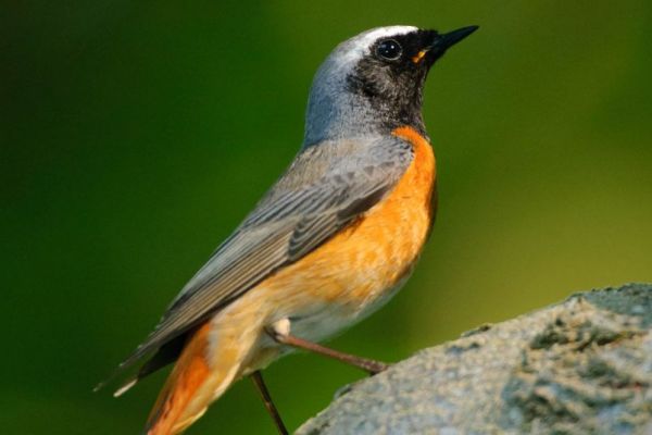 Männlicher Gartenrotschwanz mit oranger Brust auf einem Stein.