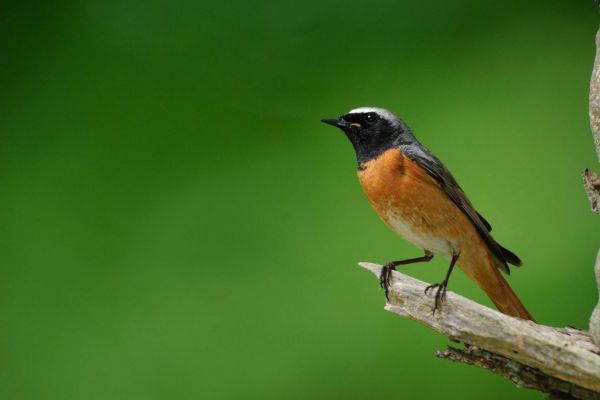 Ein Gartenrotschwanz sitzt auf einem Ast mit grünem Hintergrund.