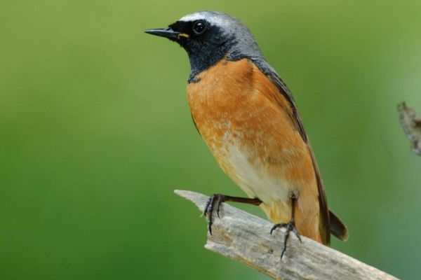 Ein Gartenrotschwanz mit leuchtend orangefarbener Brust sitzt auf einem Ast.