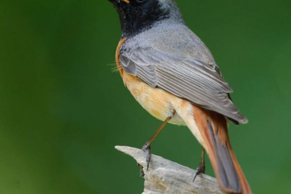 Männlicher Gartenrotschwanz auf Ast mit orangefarbenem Bauch.