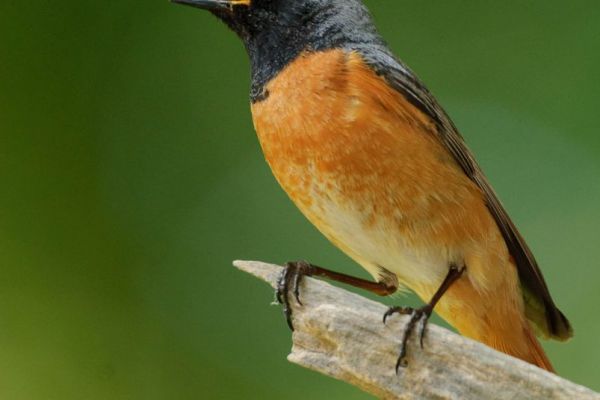 Ein Gartenrotschwanz sitzt auf einem Ast mit orangefarbenem Gefieder.