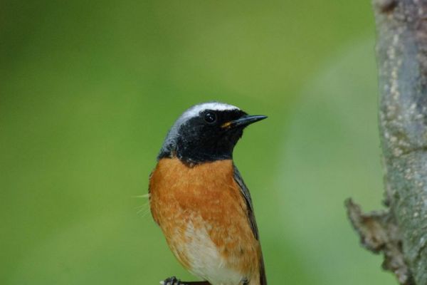 Ein Gartenrotschwanz-Männchen sitzt auf einem Ast, in den Farben schwarz, orange und weiß.