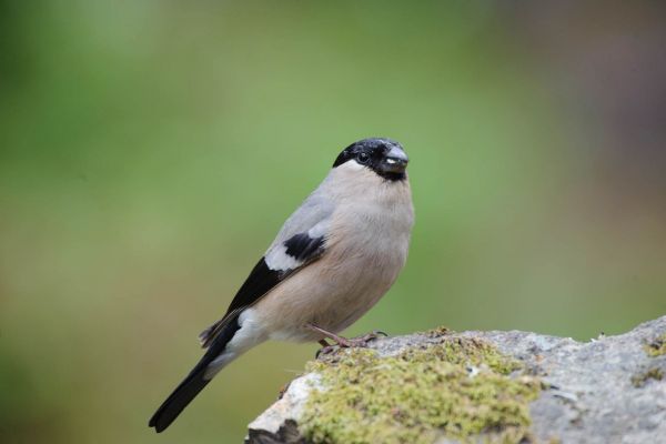 Gimpel auf einem moosbedeckten Felsen in Norwegen abgebildet.