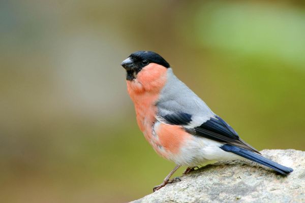 Ein männlicher Gimpel mit leuchtendem Gefieder auf einem Felsen in Norwegen.