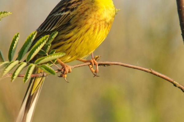 Eine Goldammer mit gelbem Gefieder sitzt auf einem Zweig in natürlicher Umgebung.