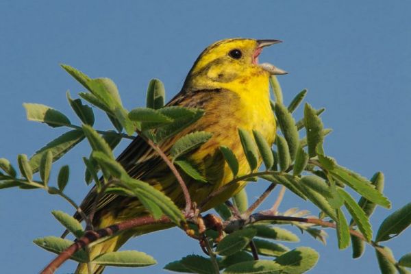 Goldammer-Männchen sitzt singend auf einem Zweig umgeben von Blättern.