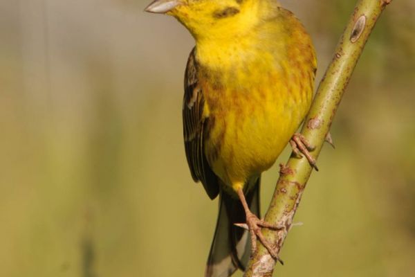 Goldammer sitzt auf einem Zweig mit gelbem Gefieder.